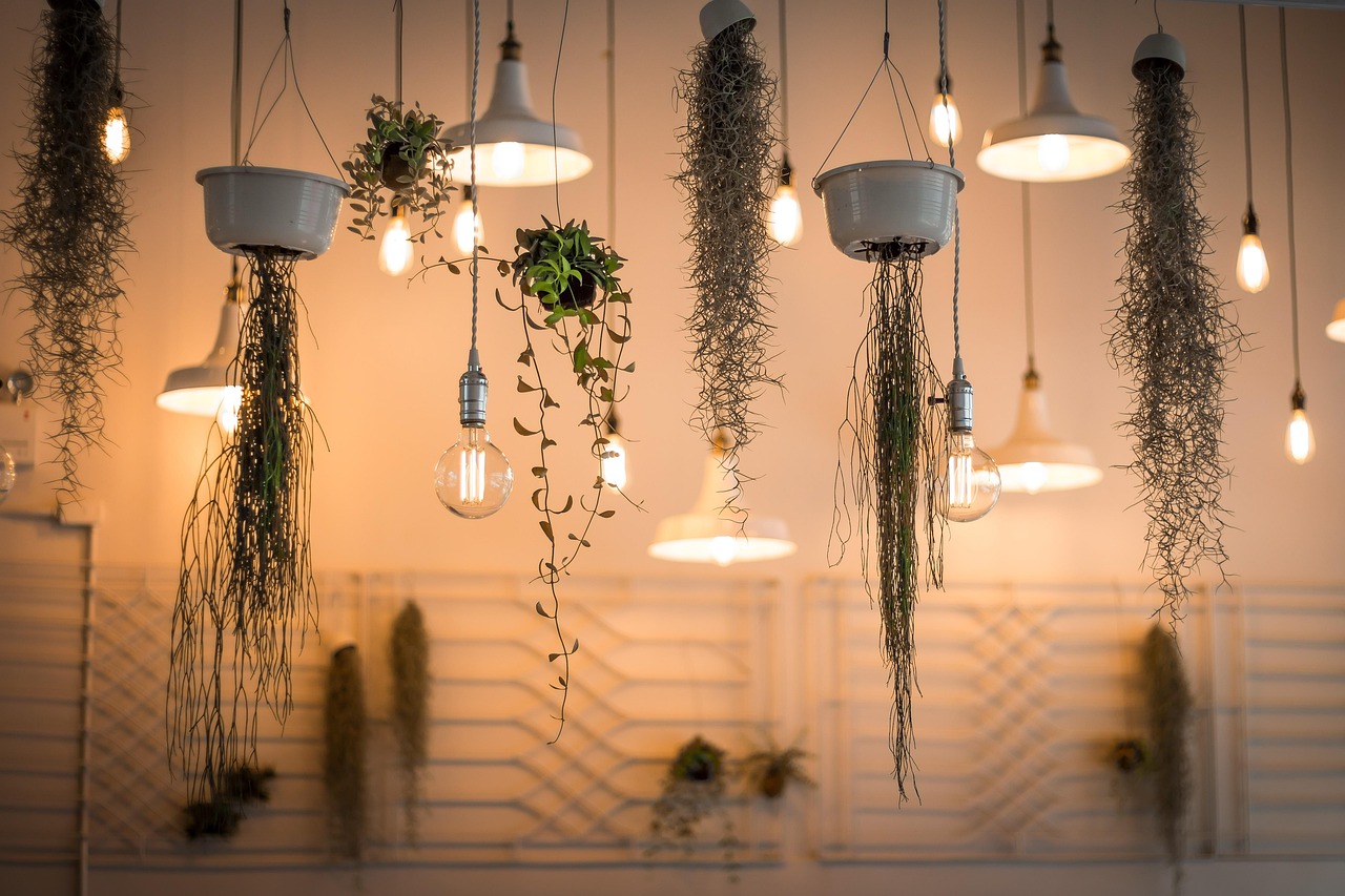 lights, nature, decoration, illuminated, interior design, plants, light bulbs, hanging plants, incandescent, lighting, interior decoration